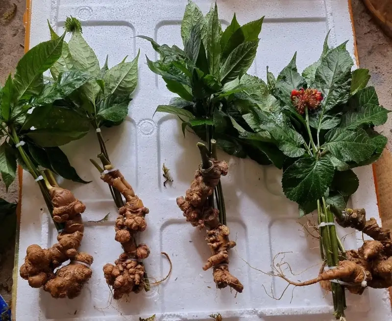 Kỹ thuật trồng và chăm sóc nhân sâm