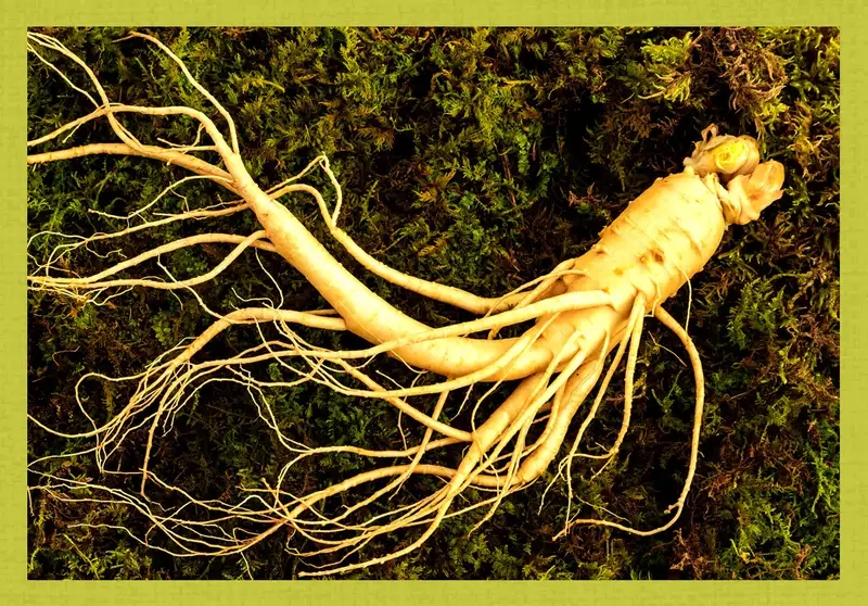 Thu hoạch và bảo quản nhân sâm