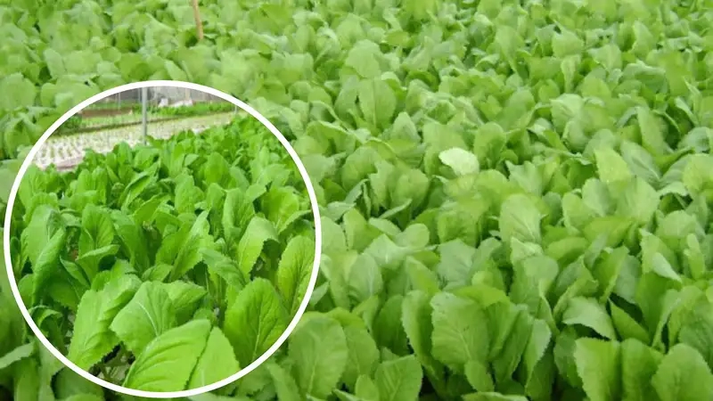 Chọn giống và chuẩn bị đất trồng rau cải xanh hợp lý
