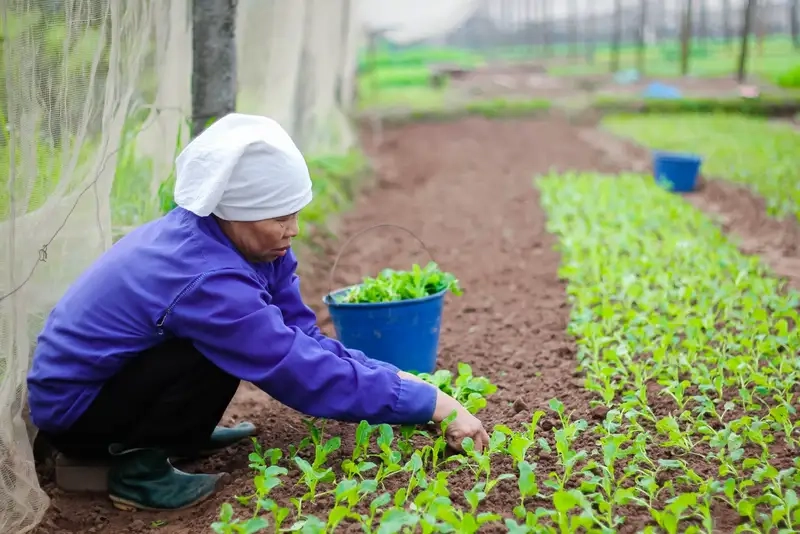 Kỹ thuật gieo hạt và chăm sóc rau cải xanh hiệu quả