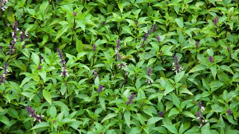 Gieo trồng và kỹ thuật chăm sóc cơ bản