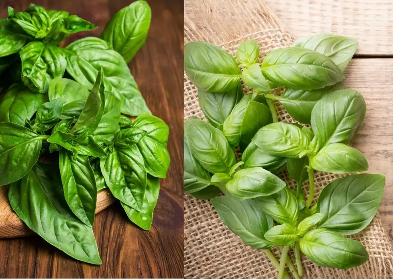 Kinh nghiệm trồng rau húng chó từ người có kinh nghiệm