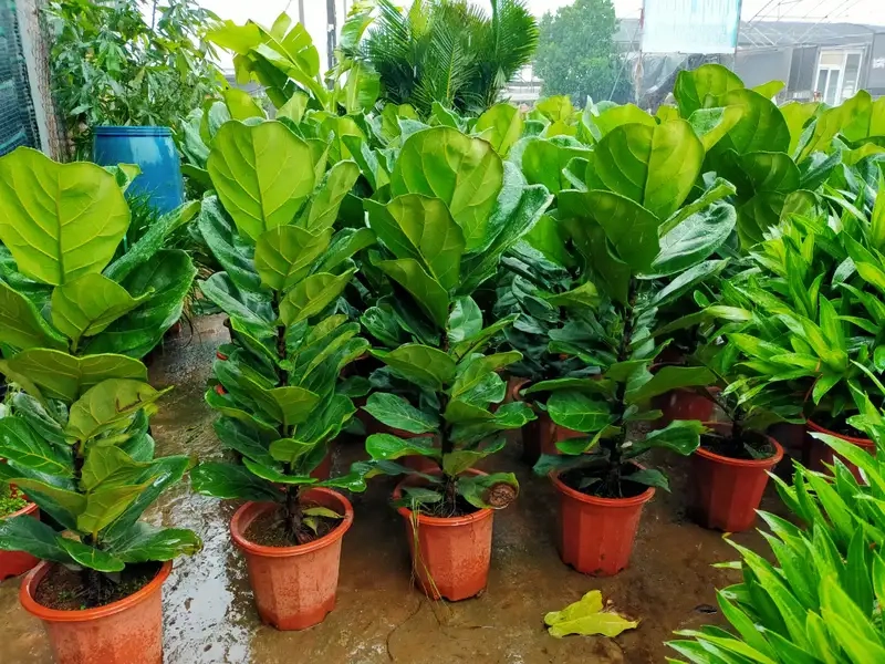 Tìm hiểu ý nghĩa của ý nghĩa cây bàng cảnh mang lại may mắn