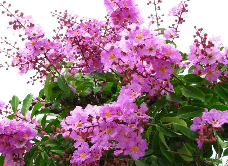 Ngắm Hoa bằng lăng tím nở khắp các con đường phố