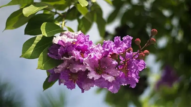 Làm đẹp sân vườn với Cây bằng lăng làm cảnh dễ trồng