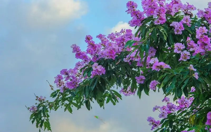 Tìm kiếm Hình ảnh cây bằng lăng đẹp cho sân vườn
