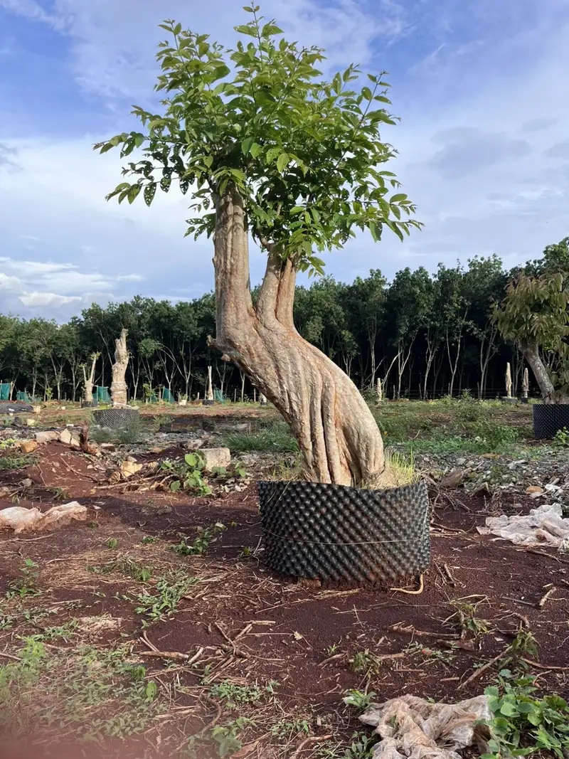 Trang trí vườn với Cây bằng lăng đẹp và dễ chăm sóc