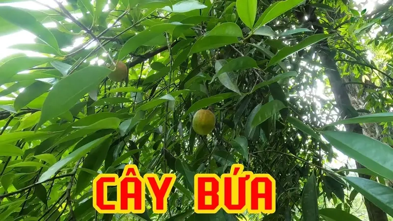 Đặc điểm nổi bật và lợi ích của Cây bứa