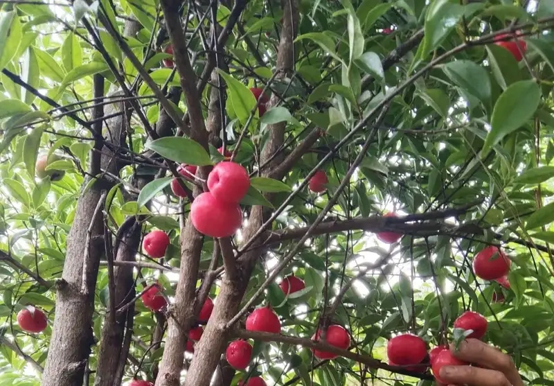 Khám phá cách trồng cây bứa xanh tươi quanh năm