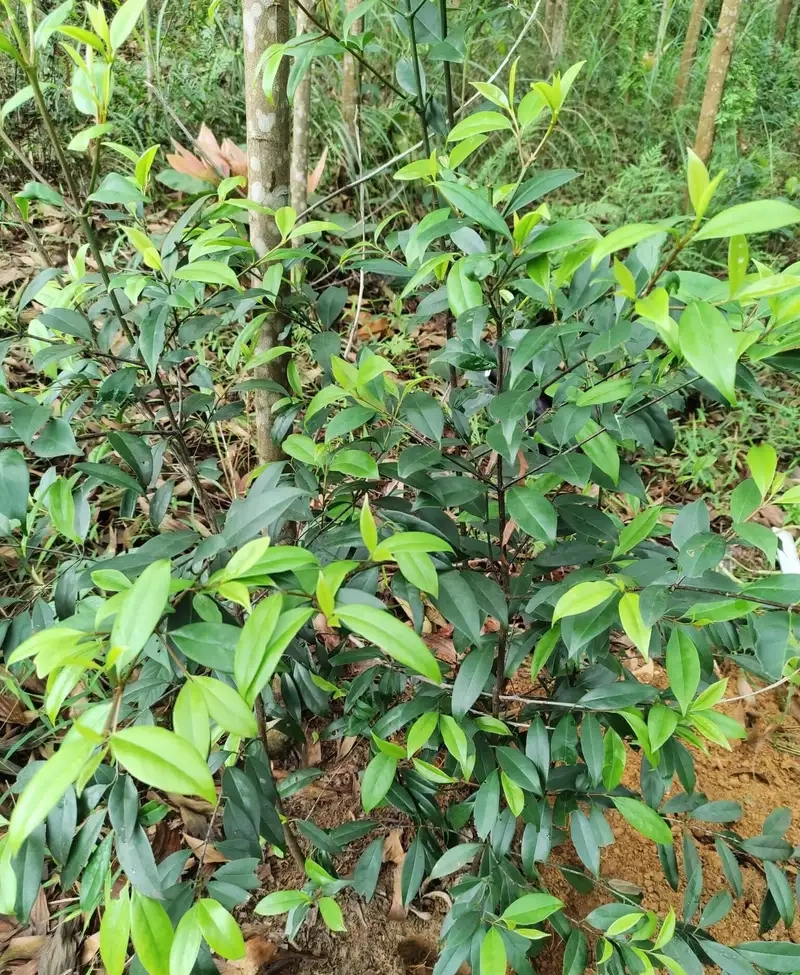 Kinh nghiệm chăm sóc Cây bứa hiệu quả