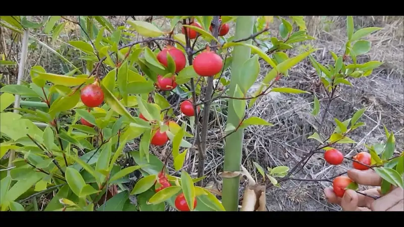 Ngắm sắc đẹp của cây bứa đỏ trong vườn nhà bạn