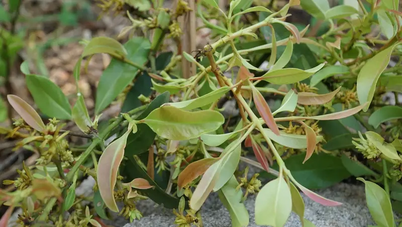 Thưởng thức vị độc đáo của cây bứa chua tự nhiên