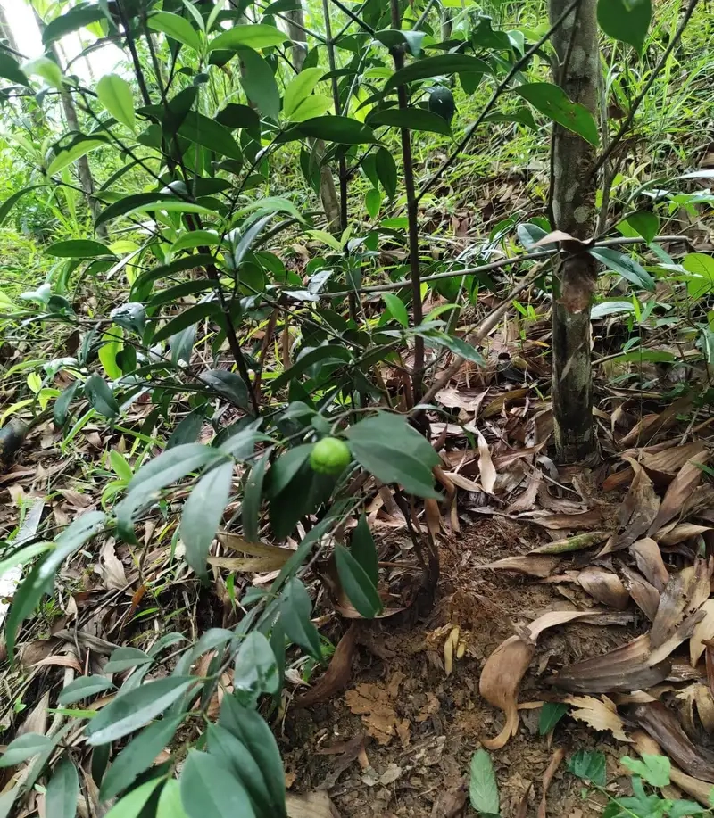 Chiêm ngưỡng cây lá bứa xanh mướt đầy sức sống