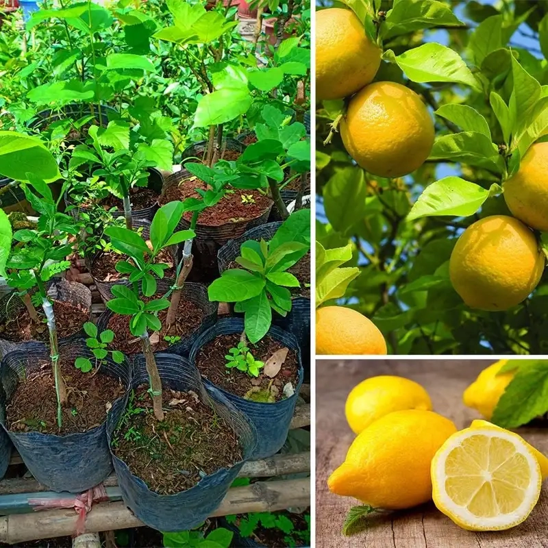Trang trí sân vườn với chanh ngón tay nhỏ xinh