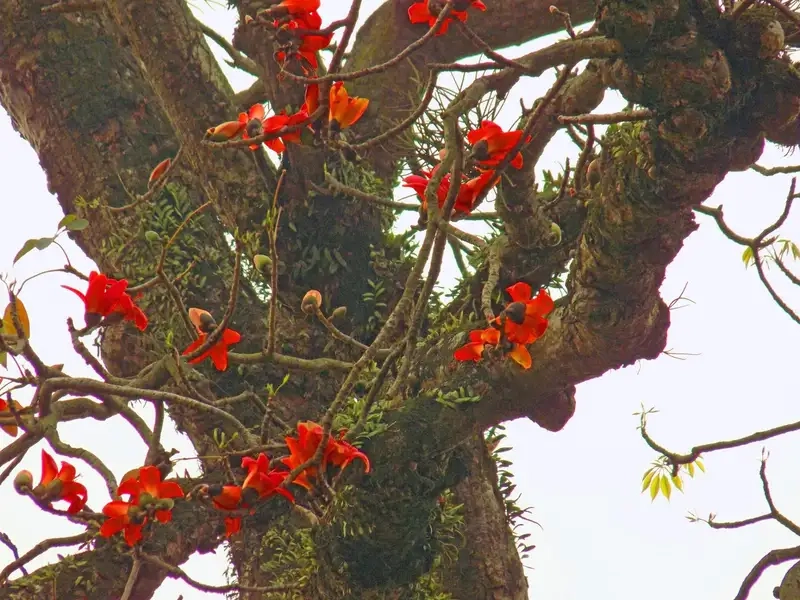 Thưởng thức mùa nở của cây hoa gạo tươi sáng