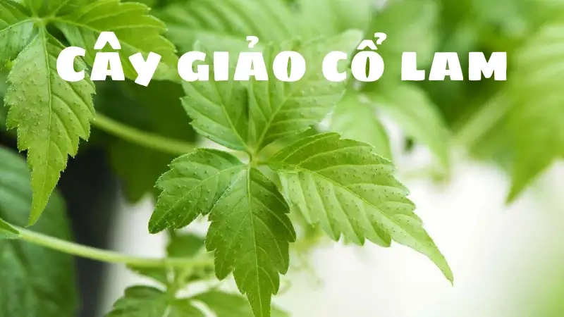 Công dụng nổi bật của cây giảo cổ lam
