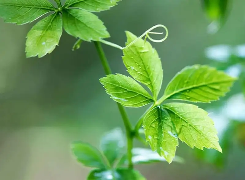 Học cách sử dụng giảo cổ lam tươi đúng cách hàng ngày