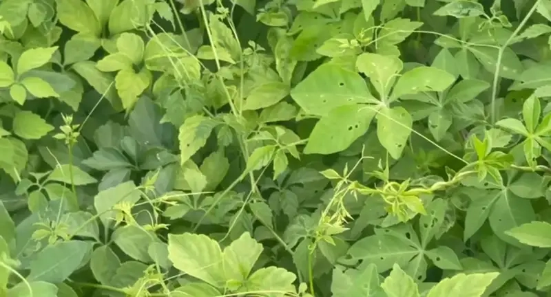 Tìm hiểu vị thuốc giảo cổ lam đặc trưng và dễ nhận biết