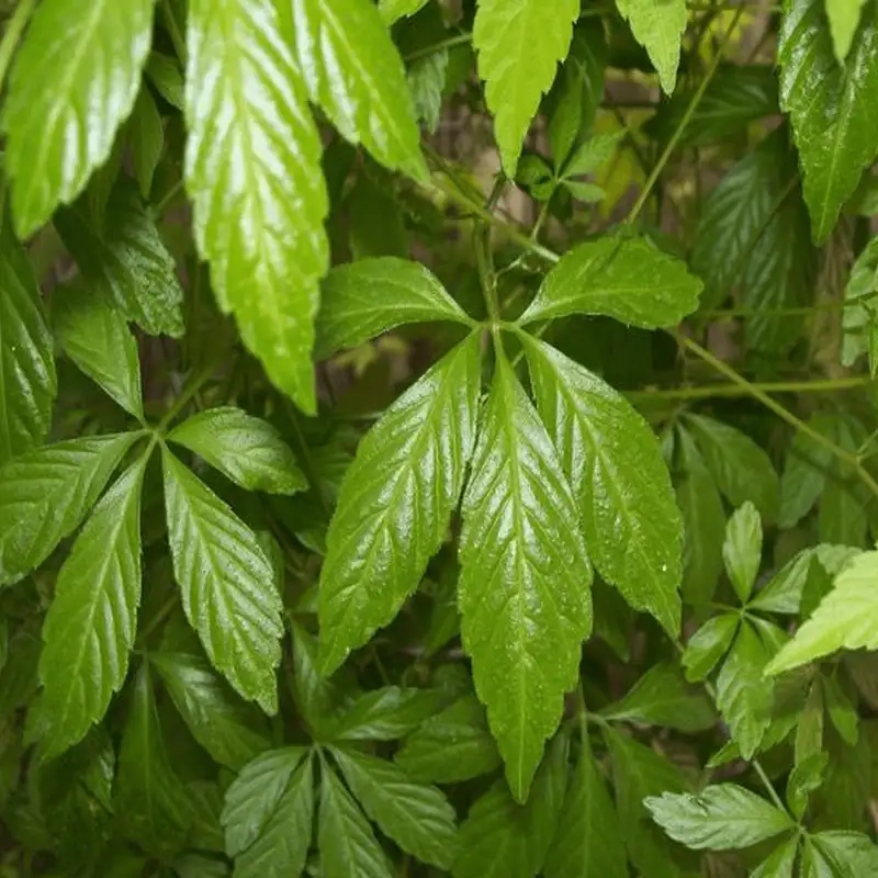 Tham khảo hình ảnh cây thuốc giảo cổ lam chất lượng