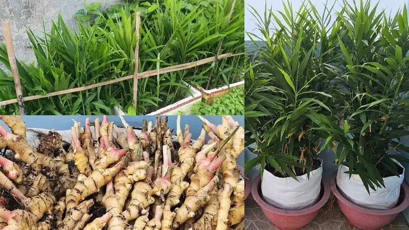 Hình ảnh cây gừng rừng xanh tươi và sống mạnh mẽ