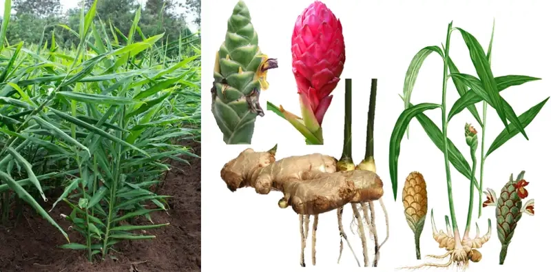 Kinh nghiệm chăm sóc cây gừng lâu dài và hiệu quả