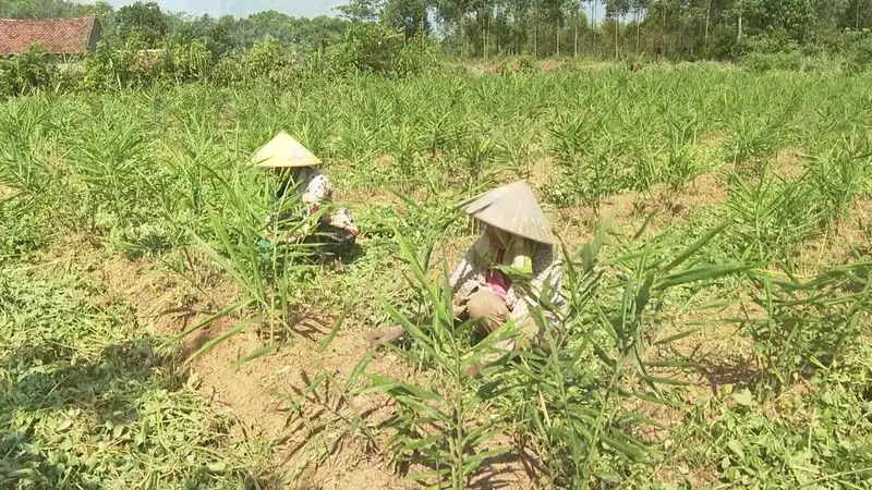 Tìm hiểu hình ảnh cây gừng xanh tươi
