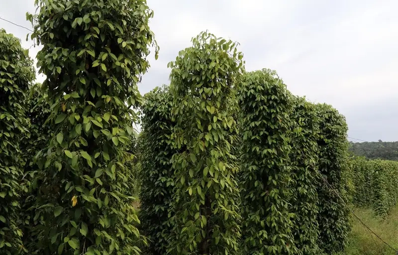 Hướng dẫn chăm sóc cây hồ tiêu hiệu quả tại nhà