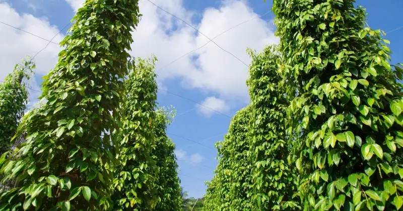 Hình ảnh cây hồ tiêu đẹp và xanh tươi mỗi ngày