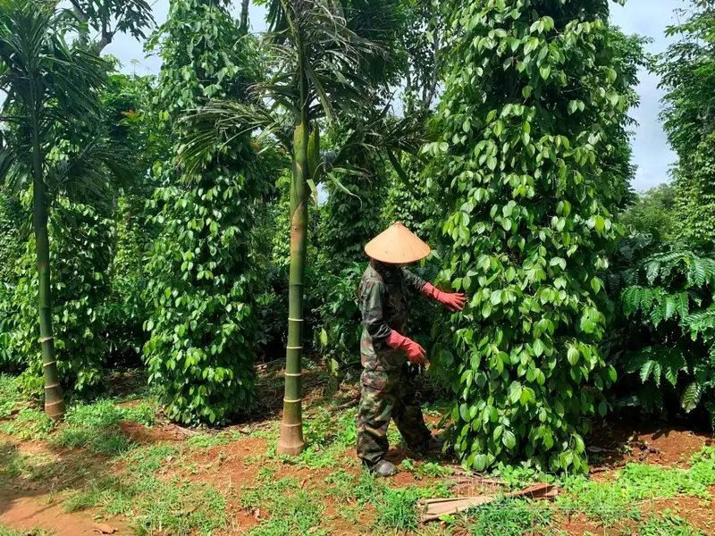 Chiêm ngưỡng hình ảnh cây hồ tiêu xanh mát