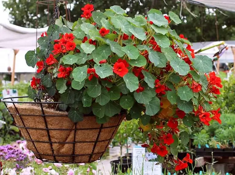 Thưởng thức hình ảnh hoa sen cạn tươi đẹp nổi bật