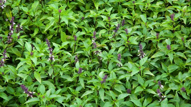 Hướng dẫn trồng cây húng quế tại nhà đơn giản hiệu quả