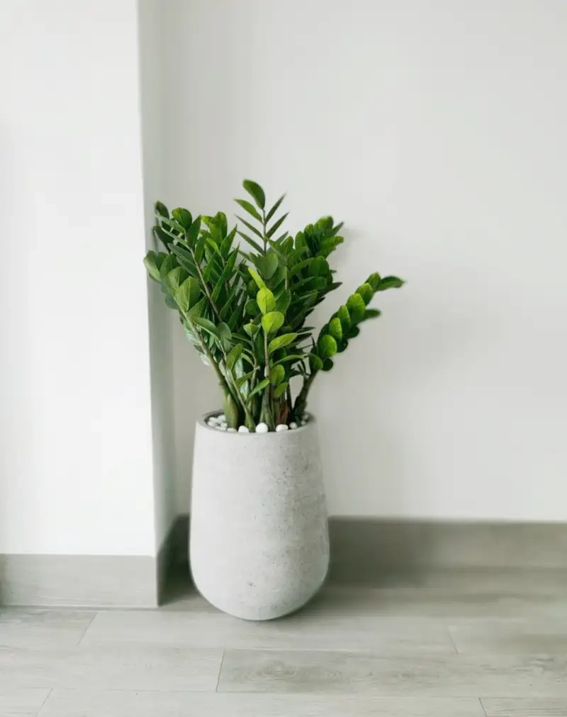 Cây kim tiền hợp mệnh hỏa cân bằng phong thủy mang lại tài lộc