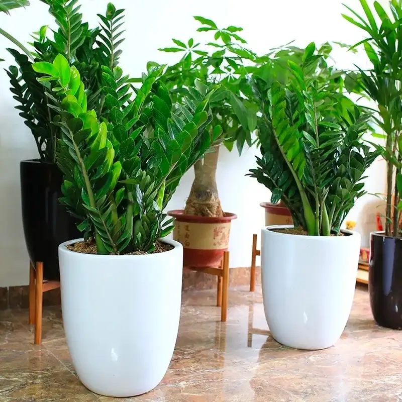 Hướng dẫn chăm sóc Cây kim tiền luôn xanh