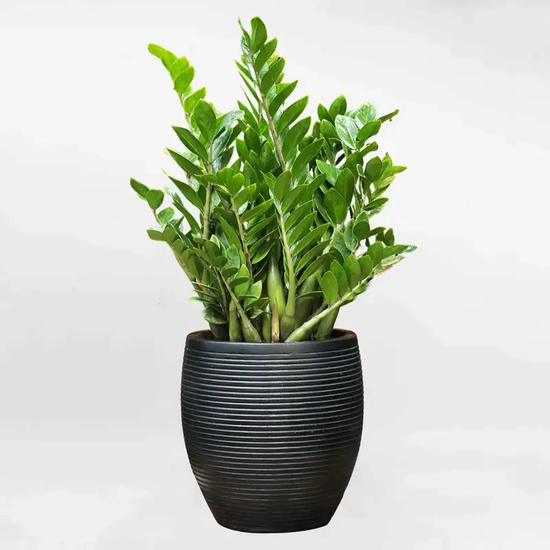 Cây kim tiền phong thủy giúp mang may mắn và tài lộc cho gia chủ