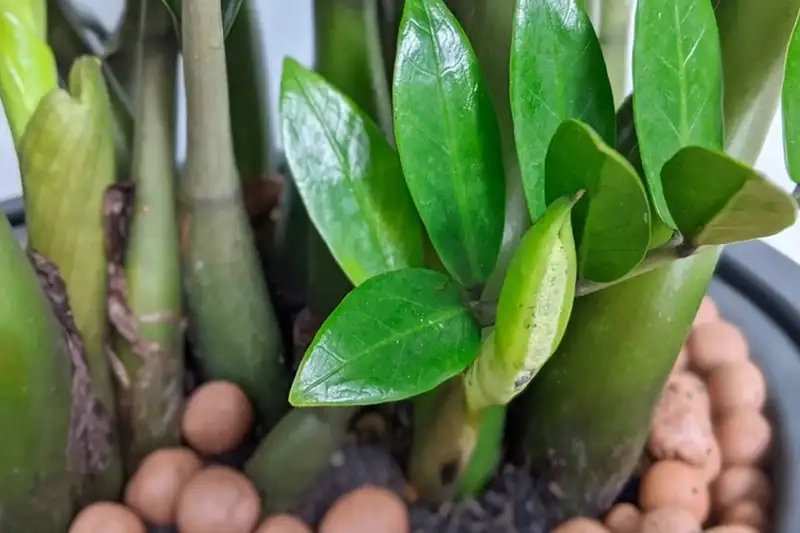 Cây kim tiền trồng nước trang trí nhà cửa đơn giản và phong thủy tốt