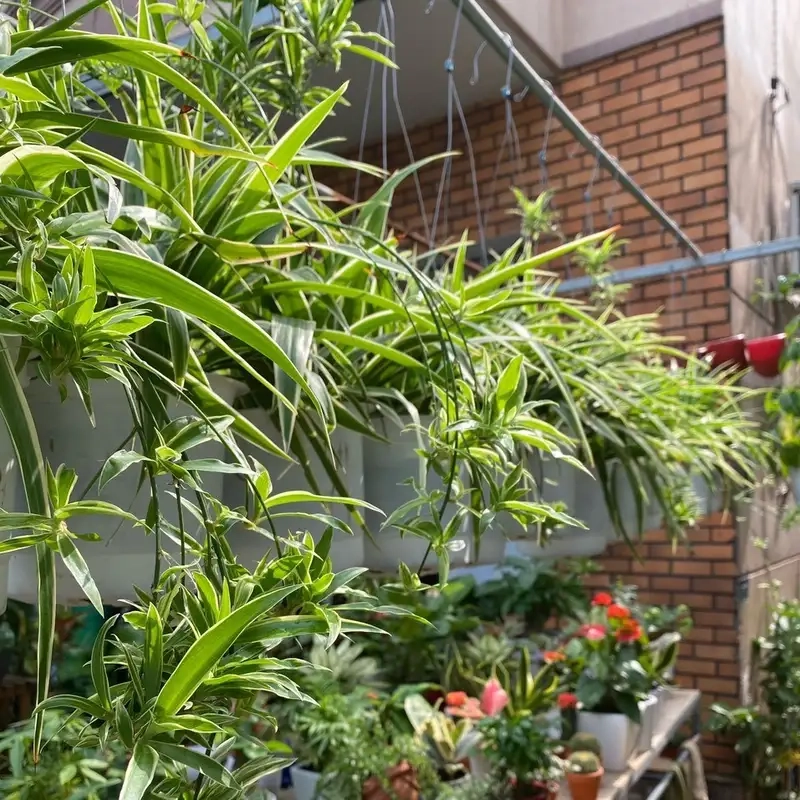 Tham khảo hình ảnh cây lan chi đẹp mắt cho trang trí