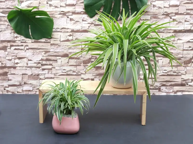 Kinh nghiệm chăm sóc Cây lan chi lâu năm 