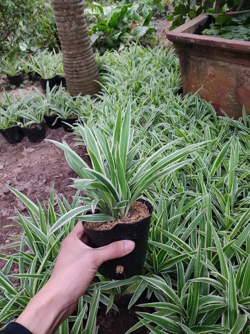 Khám phá ý nghĩa cây cỏ lan chi phong thủy tốt lành