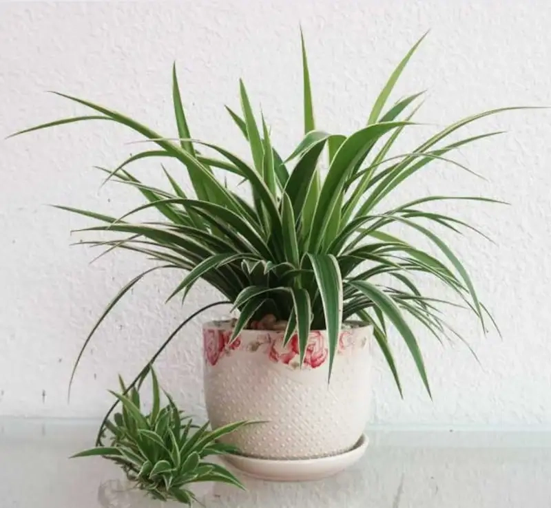 Trang trí nhà với cây hoa lan chi xanh tươi tự nhiên