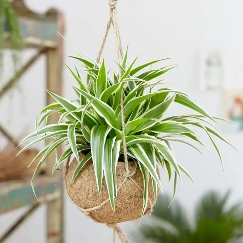 Tìm hiểu ý nghĩa cây lan chi trong đời sống hằng ngày