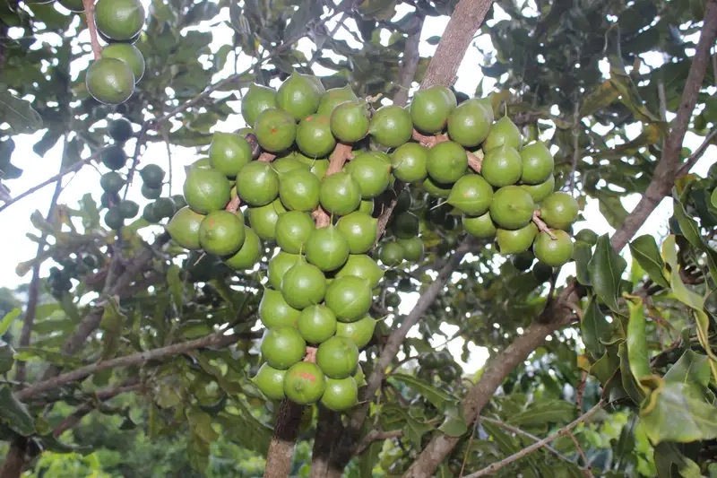 Đặc điểm nổi bật của Cây mắc ca