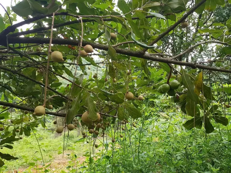 Dạo quanh Cây mắc ca xanh mướt giữa vườn rộng lớn