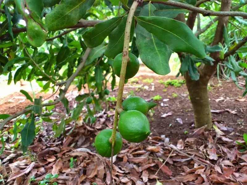 Khám phá những Cây mắc ca độc đáo trong vườn