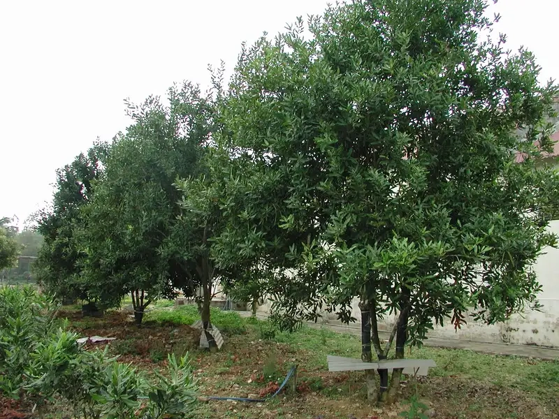 Chiêm ngưỡng Cây mắc ca xanh tươi rợp bóng lá