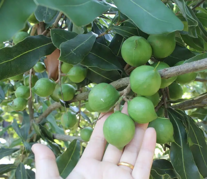 Lợi ích sức khỏe từ hạt mắc ca