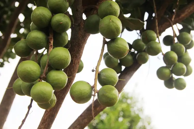 Thưởng thức Cây mắc ca với quả chín hấp dẫn