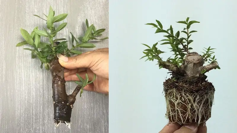 Khám phá ý nghĩa của mai chiếu thủy trong phong thủy