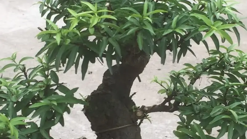 Ngắm bon sai mai chiếu thủy nghệ thuật tinh xảo