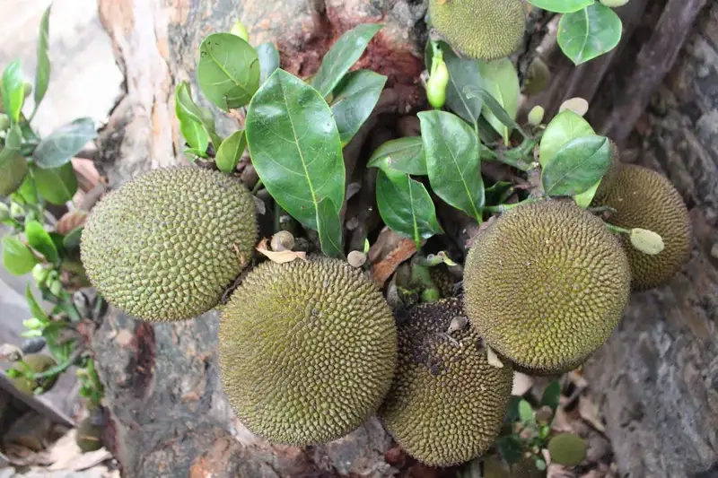 Kinh nghiệm chăm sóc Cây mít đạt năng suất cao