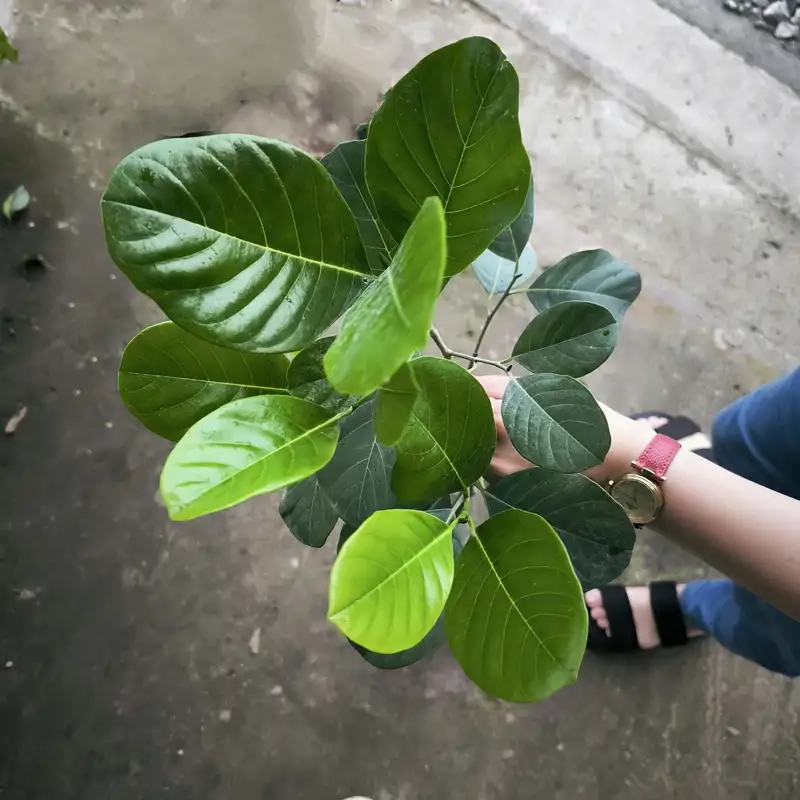 Thu hoạch trái thơm ngon từ Cây mít ruột vàng